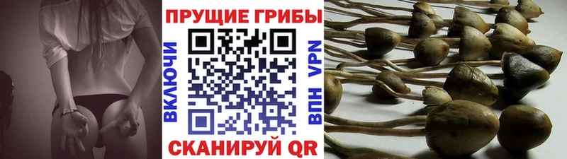 Галлюциногенные грибы мицелий  это формула  Невьянск 